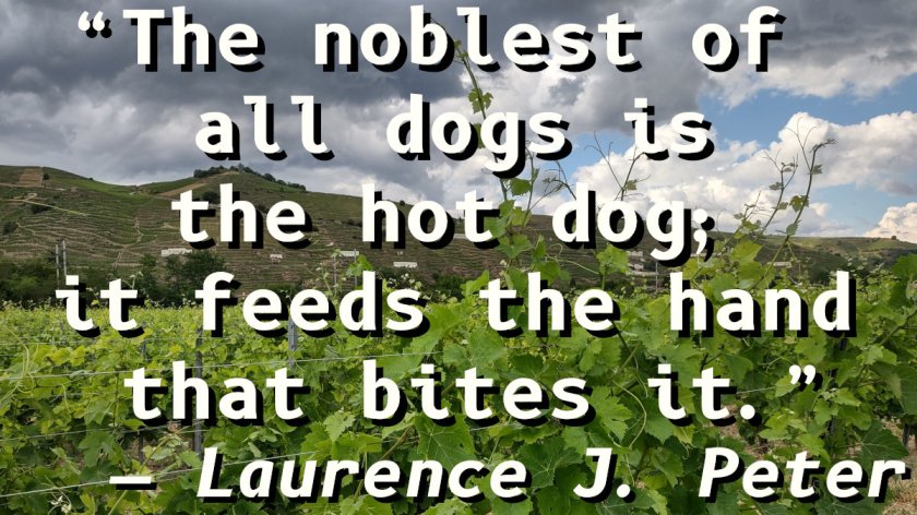 Quotation on a picture of the Côte Rôtie vineyards.